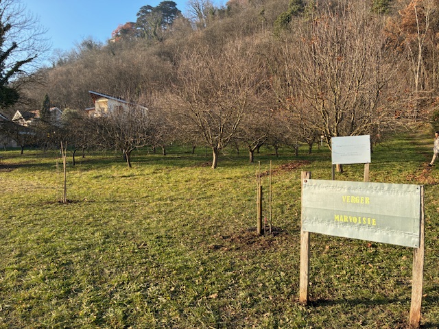 De nouveaux arbres au verger de Marvoisie